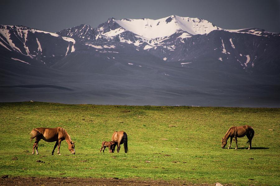 Wild horses in Tian Shan Photograph by Robert Grac