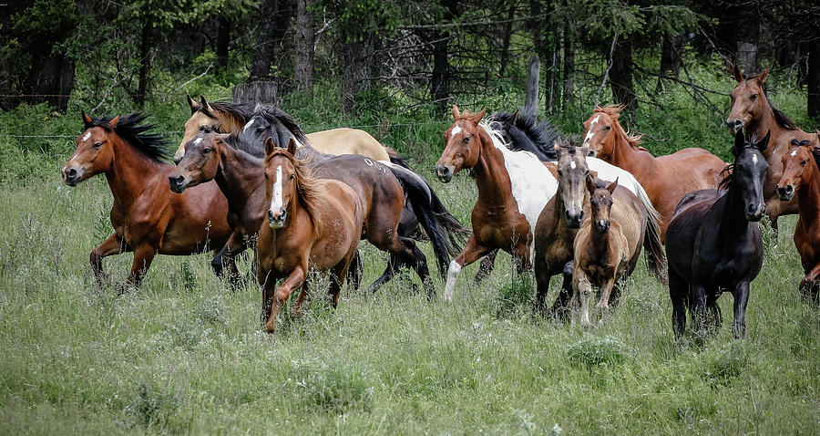 Wild Horses Running Free Photograph by Athena Mckinzie