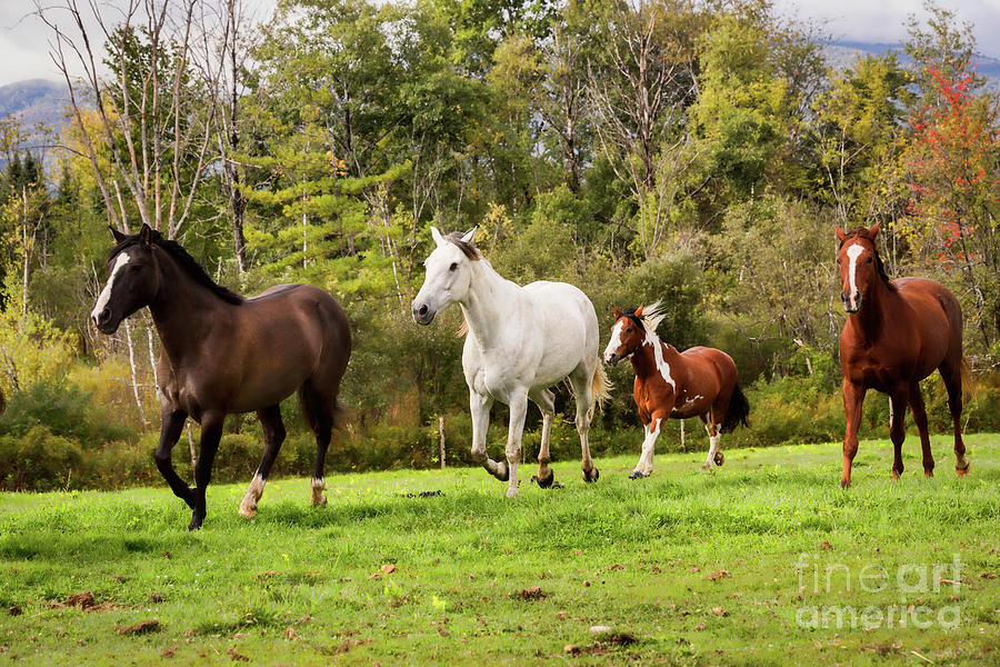 Wild Horses Running Free Print Photograph by JBK Photo Art