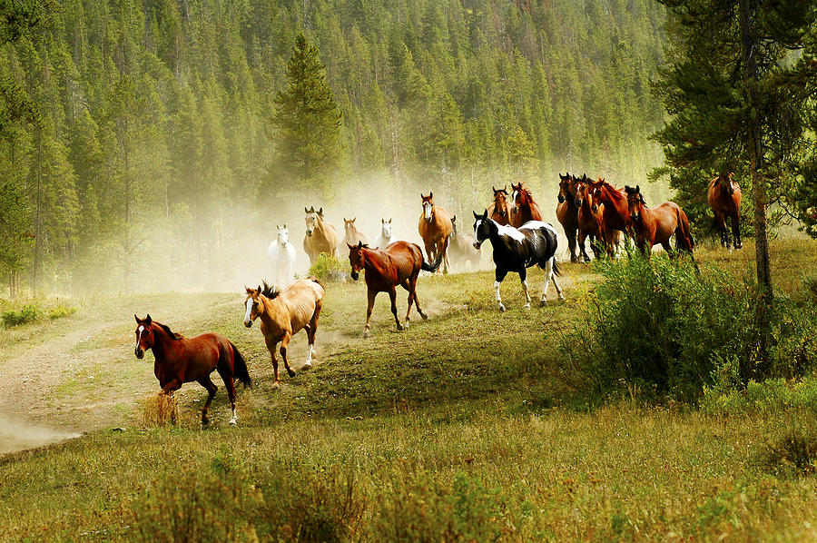 Wild Horses Photograph by Scott Read