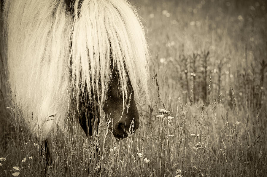 Wild Horses-sepia Photograph by Joye Ardyn Durham