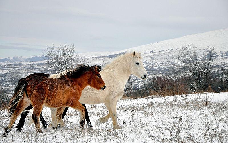 Wild horses Shar Mountain Photograph by Paul Fearn