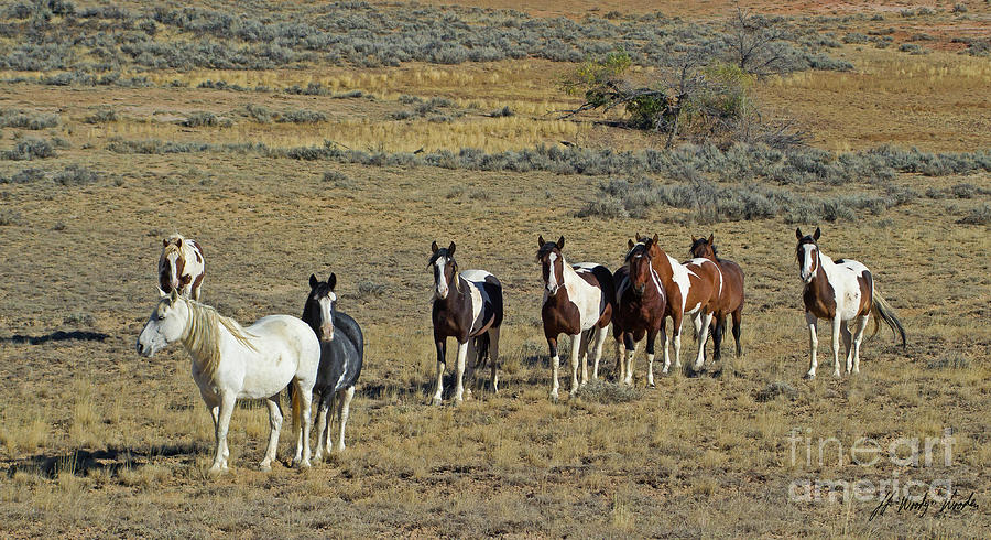 Wild Horses-Signed-#2557 Photograph by J L Woody Wooden