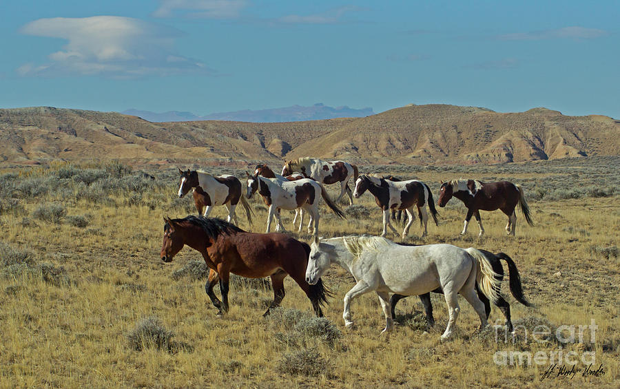 Wild Horses-Signed-#2803 Photograph by J L Woody Wooden