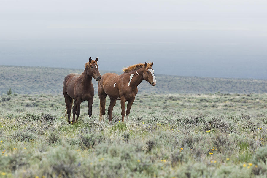 Wild Horses - Steens 1 rw Photograph by Belinda Greb
