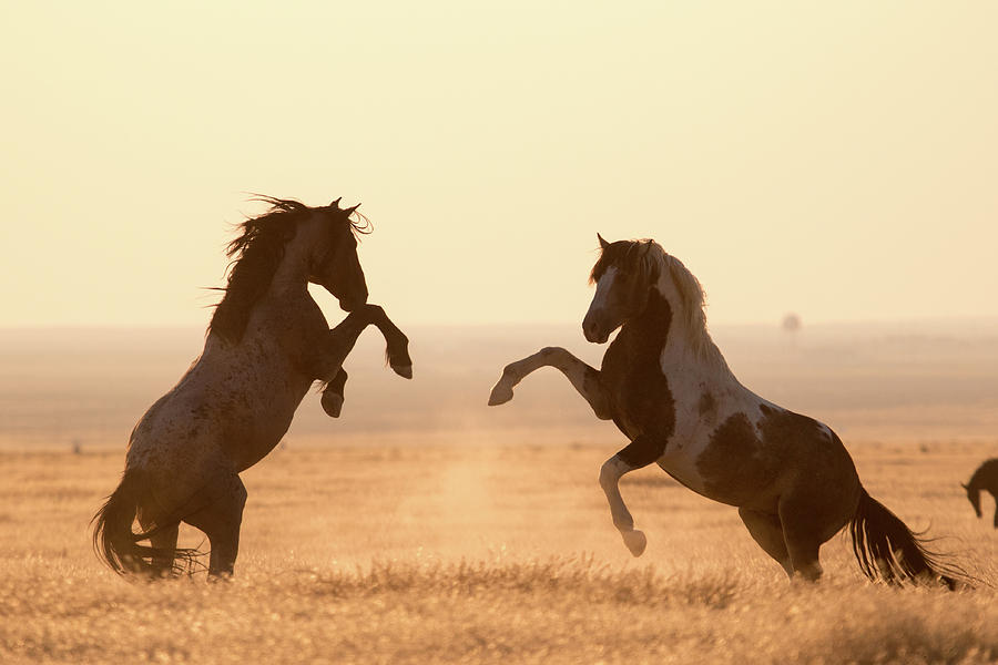 Wild Horses Photograph by Wesley Aston
