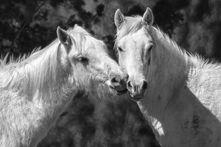 Wild Horses with Playful Spirits No 1 cr bw Photograph by Belinda Greb