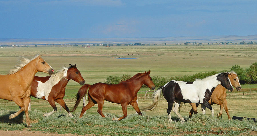 Herd Photograph - Wild Horses Wyoming by Heather Coen Herd Photograph - Wild Horses Wyoming by Heather Coen