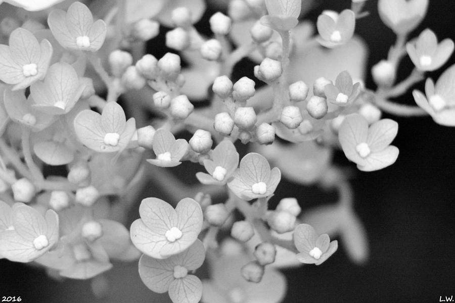 Nature Photograph - Wild Hydrangea Black And White by Lisa Wooten