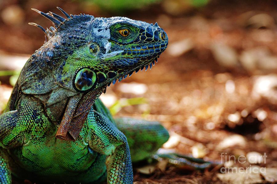 Wild Iguana Photograph by Julie Adair