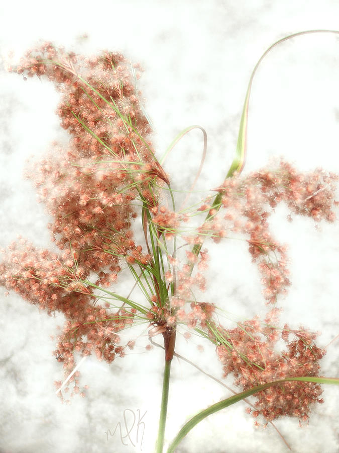 Rice Photograph - Wild Indian Rice in Autumn by Louise Kumpf