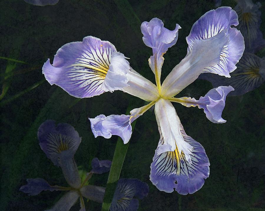 Wild Iris 2 Photograph by Iina Van Lawick