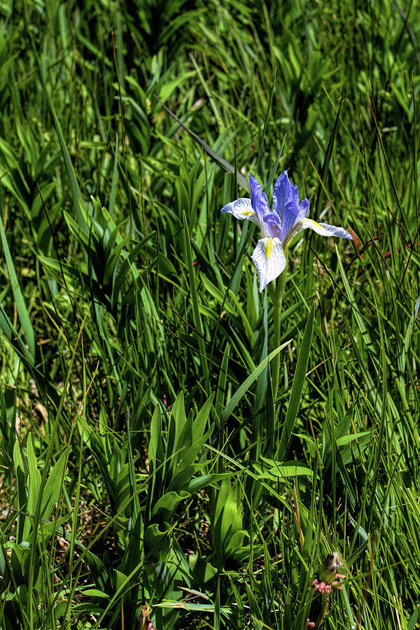 Wild Iris Photograph by Alana Thrower