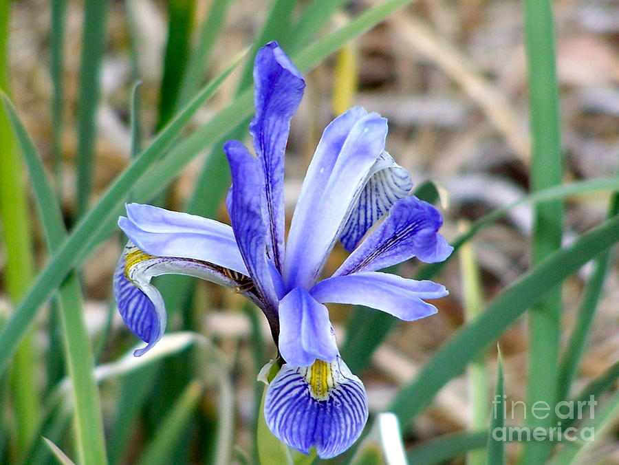 Wild Iris at South Fork Photograph by Pamela Walrath