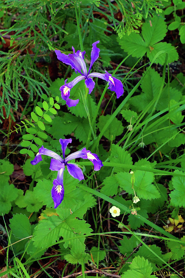 Wild Iris at Wilson Creek #1 Enhanced Image Photograph by Ben Upham III