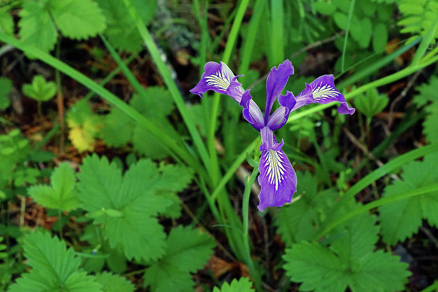 Wild Iris at Wilson Creek #2 Photograph by Ben Upham III