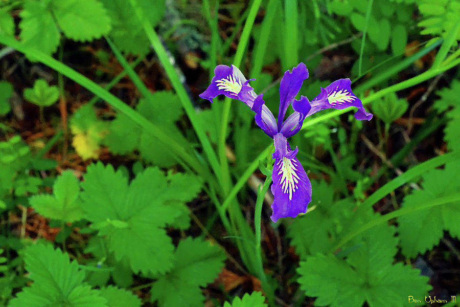 Wild Iris at Wilson Creek #2 Enhanced Image Photograph by Ben Upham III