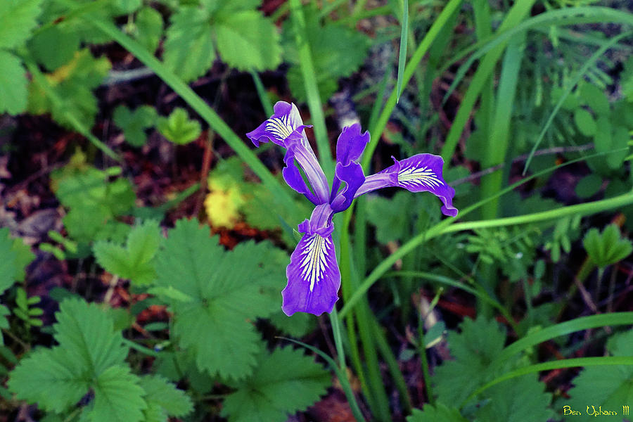 Wild Iris at Wilson Creek #3 Photograph by Ben Upham III