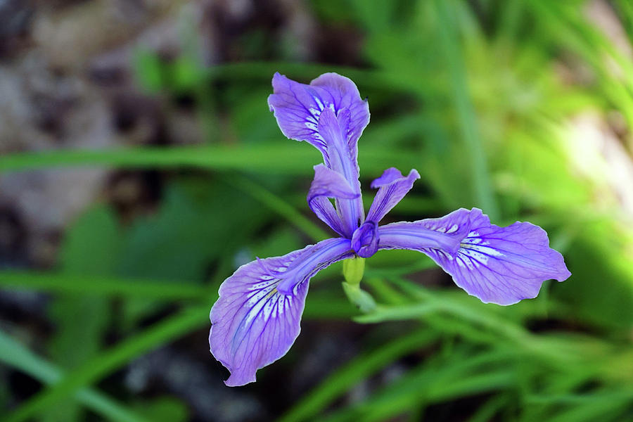 Wild Iris Photograph by Ben Upham III