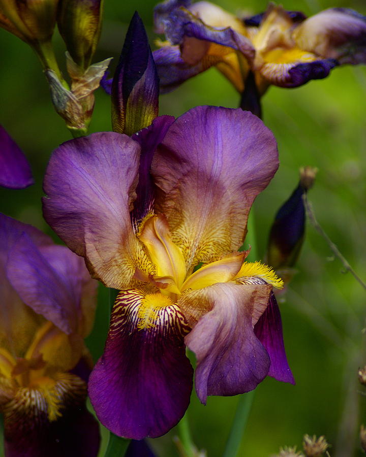 Wild Iris Photograph by Ben Upham III