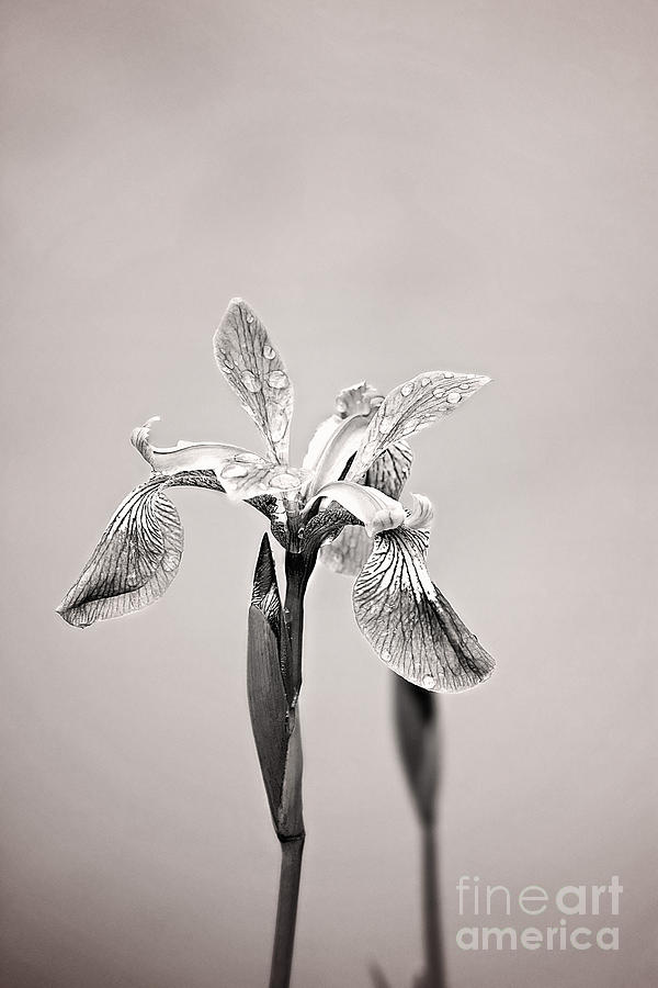 Wild Iris Black and White Print Photograph by Gwen Gibson