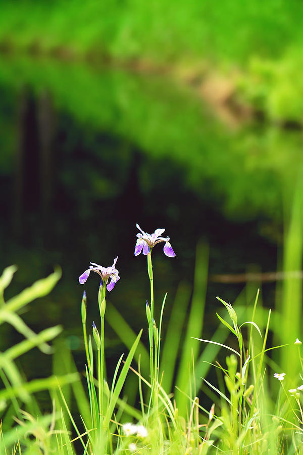 Wild Iris by the Pond Portrait Photograph by Gwen Gibson