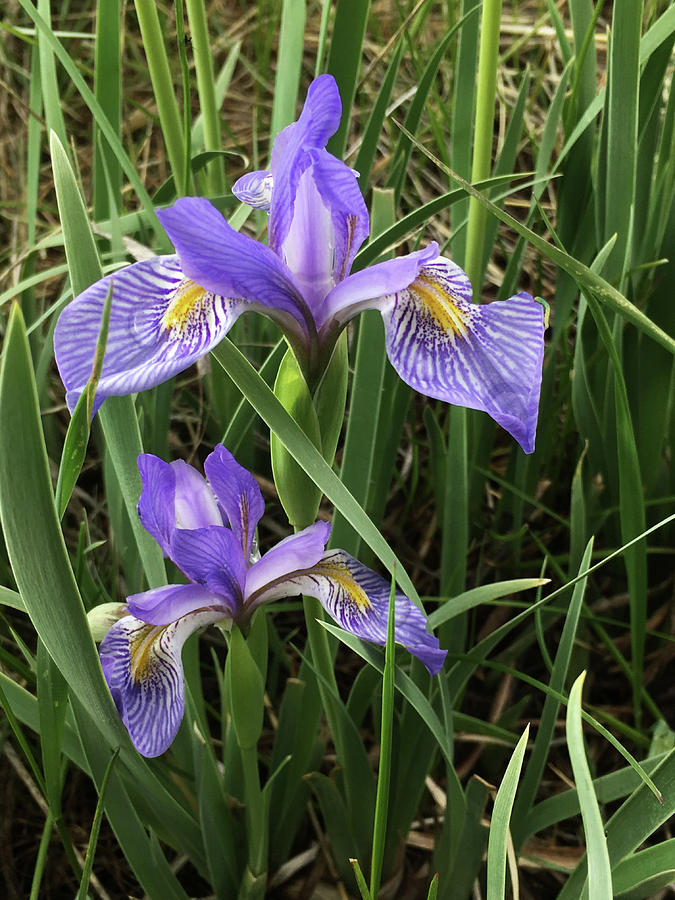 Wild Iris Photograph by Carol Milisen