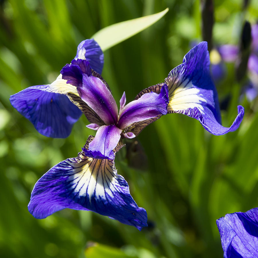 Wild Iris Photograph by Ian Johnson