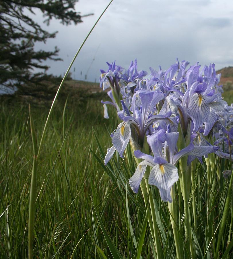 Nature Photograph - Wild Iris II by Susan Pedrini