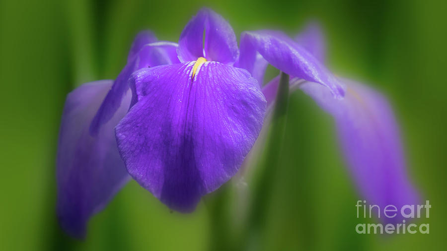 Wild Iris Photograph by Jerry Fornarotto