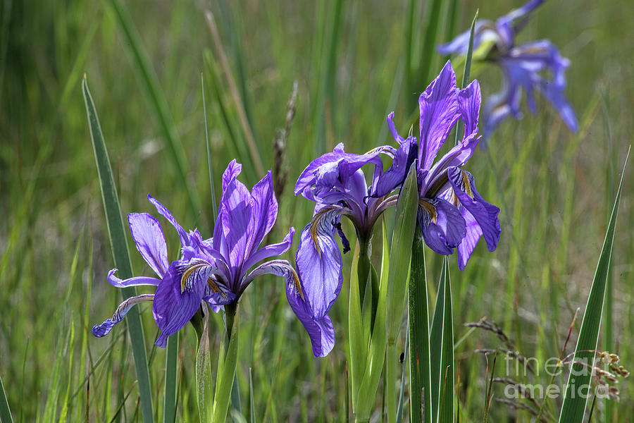 Wild Iris Photograph by Jim Garrison