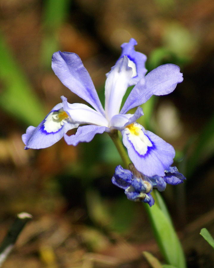 Wild Iris Photograph by Marty Koch