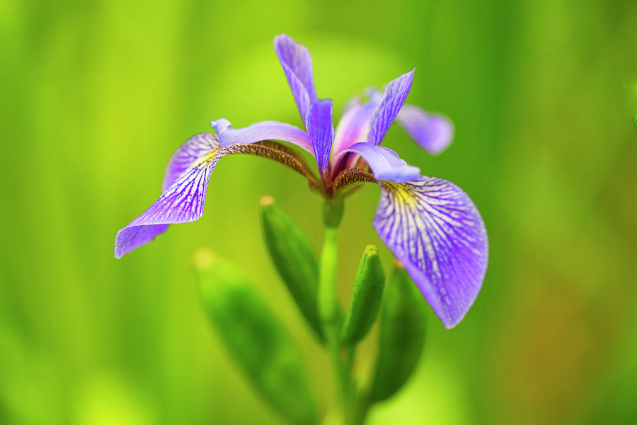 Wild Iris Photograph by Nancy Dunivin