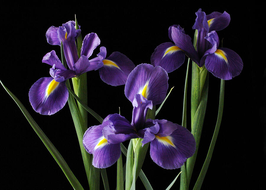 Iris Photograph - Wild Iris by Nancy Griswold