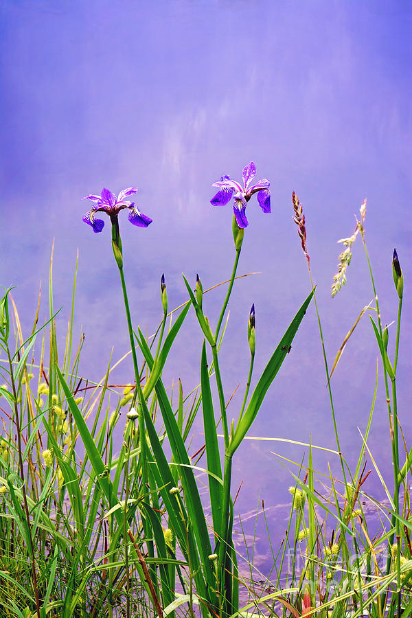 Wild Iris Print Photograph by Gwen Gibson