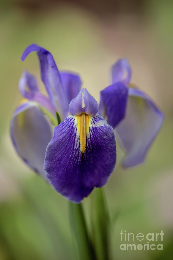 Wild Iris Photograph by Sabrina L Ryan