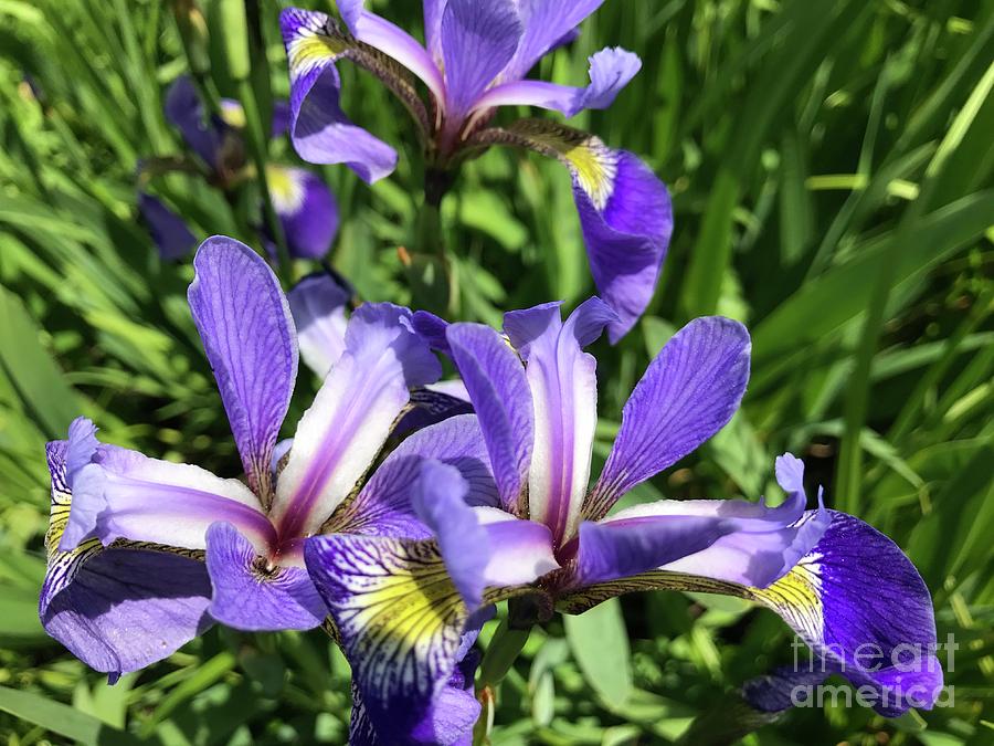 Wild Iris Surprise  Photograph by Susan Carella
