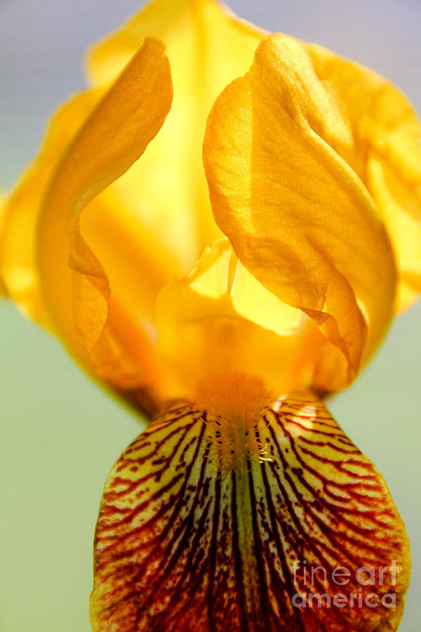 Wild Iris Photograph by Viviana  Nadowski