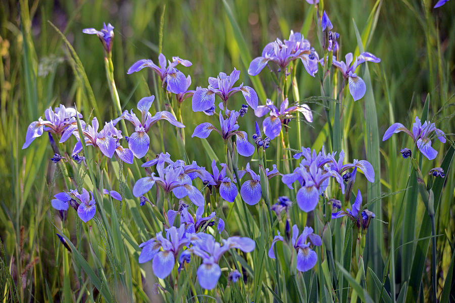 Iris Photograph - Wild Iris by Whispering Peaks Photography