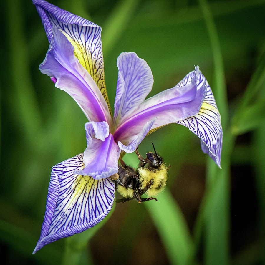 Wild Iris With Bee Photograph by Paul Freidlund