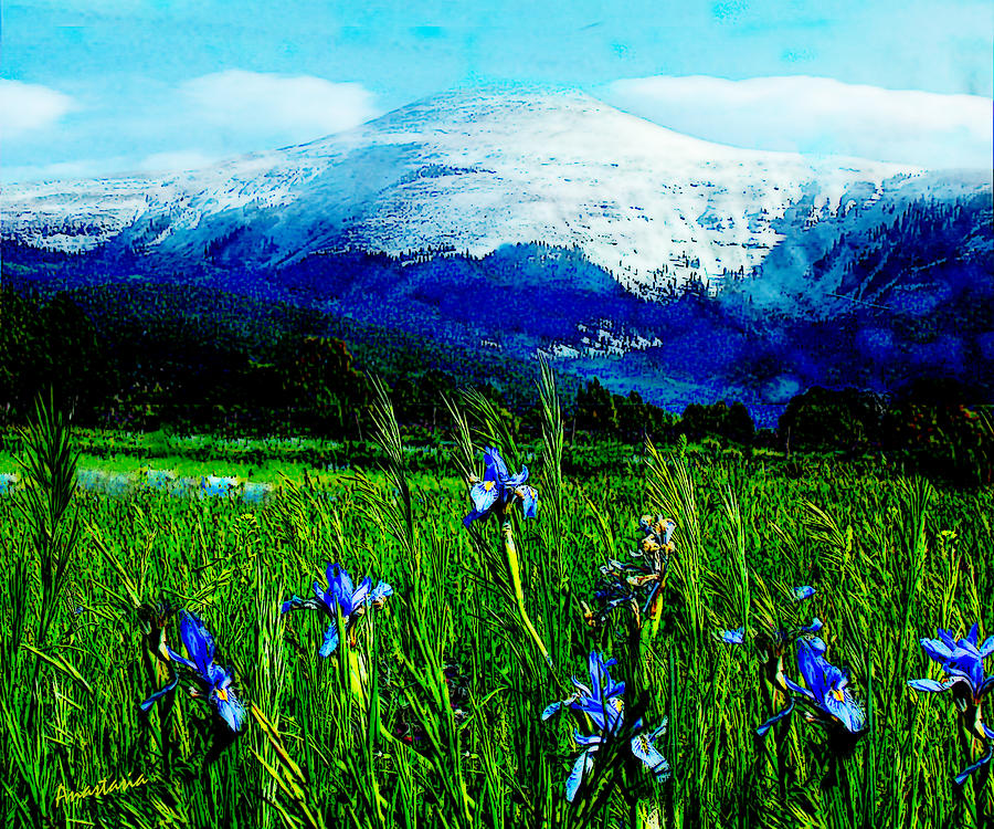 Wild Irises and La Jicarita Peak Penasco Photograph by Anastasia Savage Ealy
