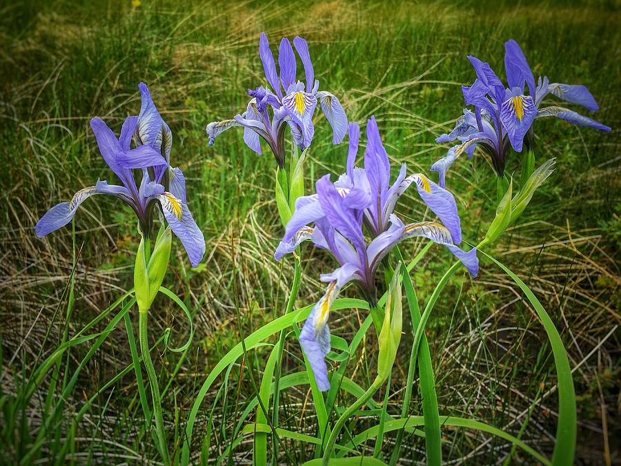 Wild Irises Photograph by Dan Miller