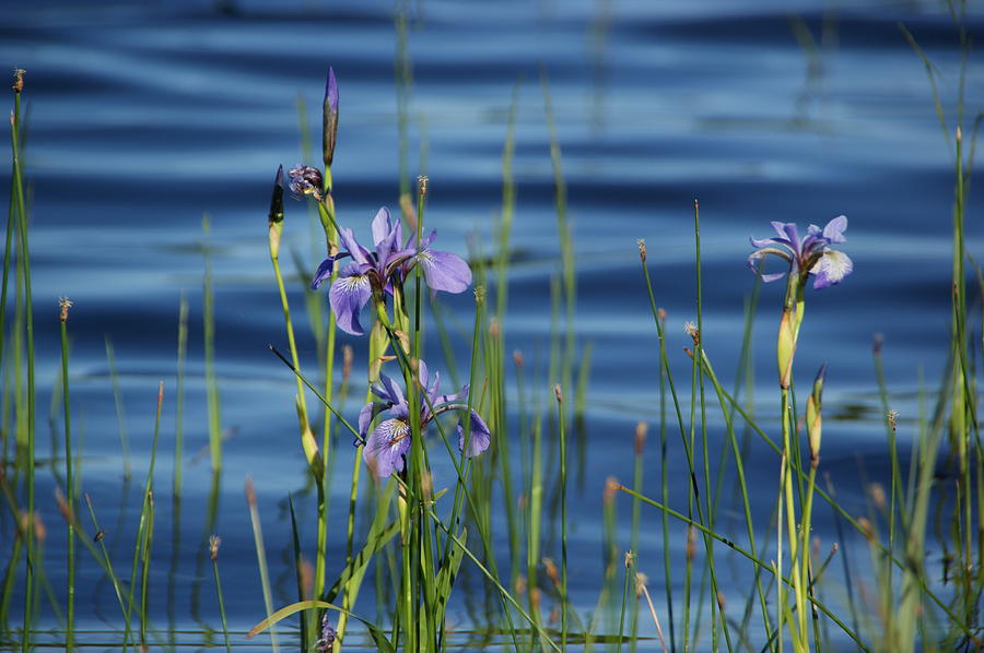 Wild Irises Photograph by Tingy Wende