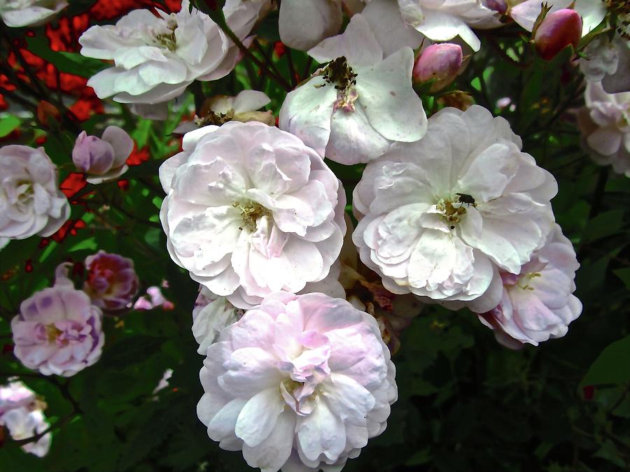 Wild Irish Roses Photograph by Stephanie Moore