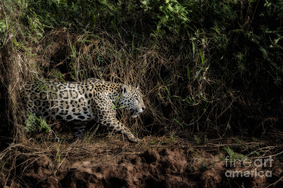 Wild Jaguar Photograph by Paulette Sinclair