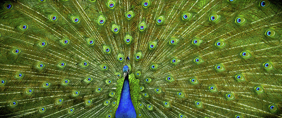 Peacock Photograph - Wild Kingdom by Karen Wiles
