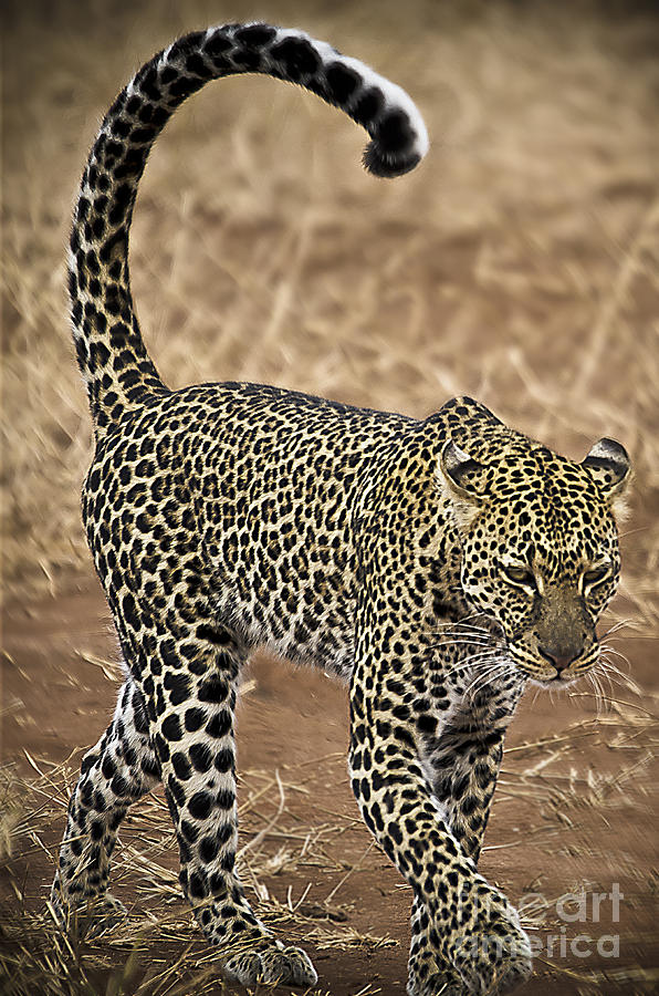 Wild Photograph - Wild Lady by Alessandro Giorgi Art Photography Wild Photograph - Wild Lady by Alessandro Giorgi Art Photography