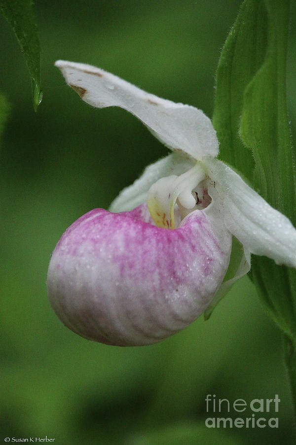 Wild Lady Slipper Photograph by Susan Herber