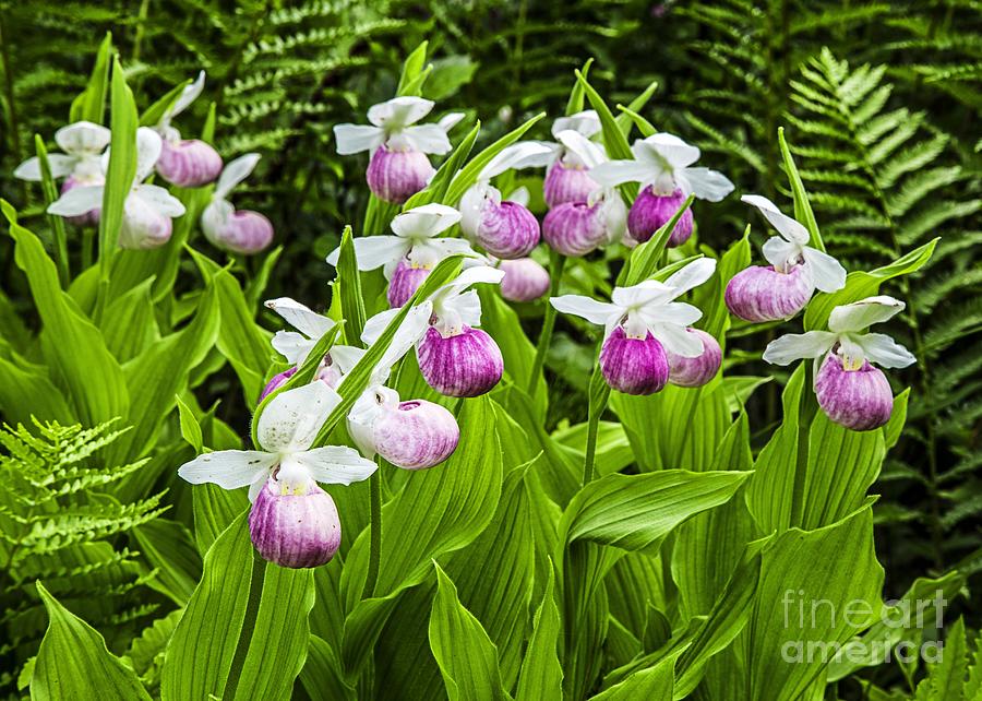 Wild Lady Slippers Photograph by Edward Fielding