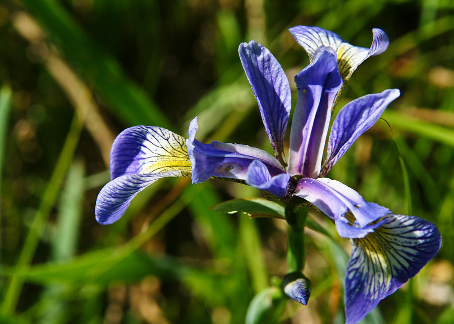 Wild Larger Blue Flag Iris Photograph by Edward Myers